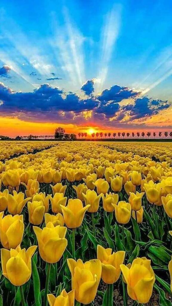 25 hinh nen hoa tulip didongviet