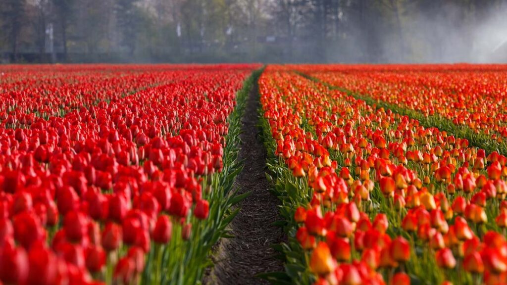 hình nền hoa tulip