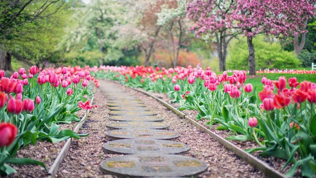 29 hinh nen hoa tulip didongviet