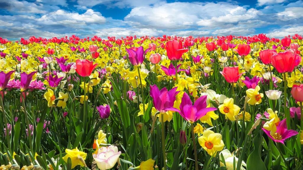 35 hinh nen hoa tulip didongviet
