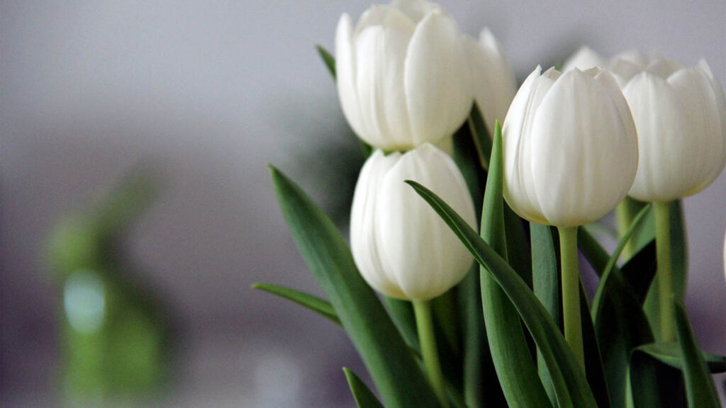 39 hinh nen hoa tulip didongviet