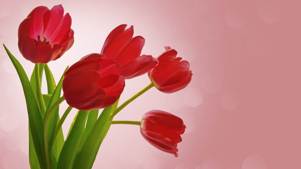 42 hinh nen hoa tulip didongviet