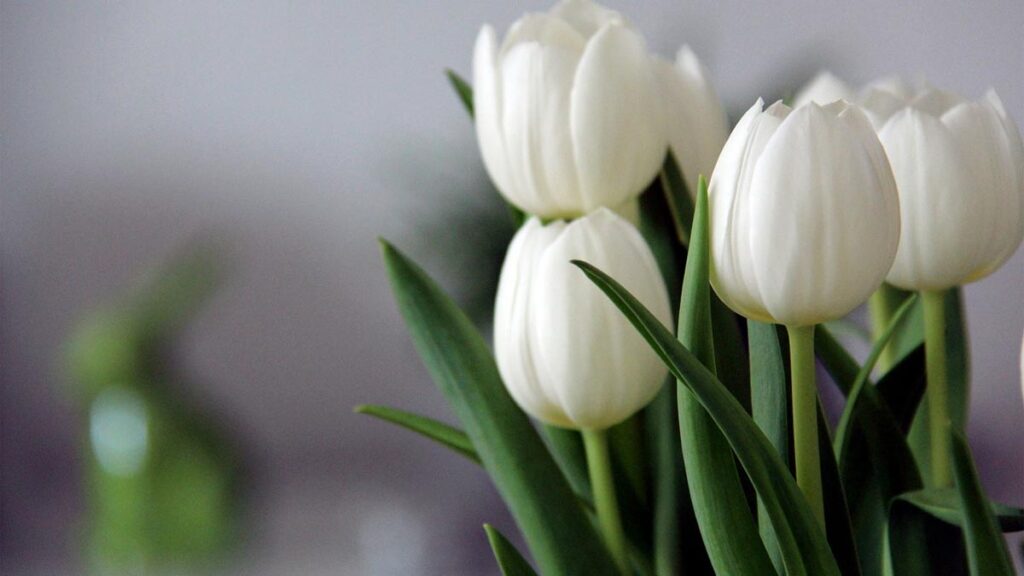 hình nền hoa tulip