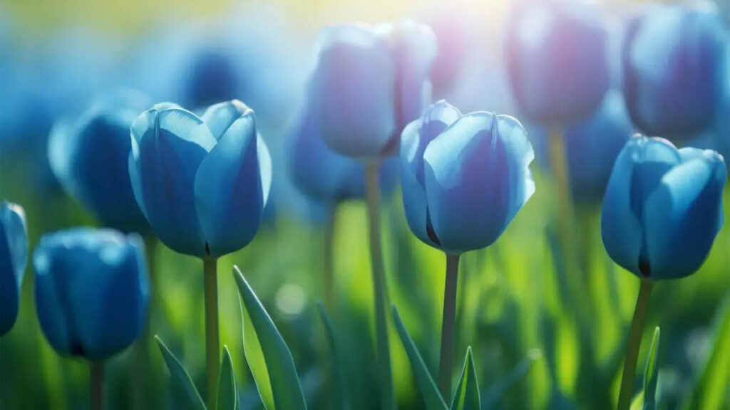 69 hinh nen hoa tulip didongviet
