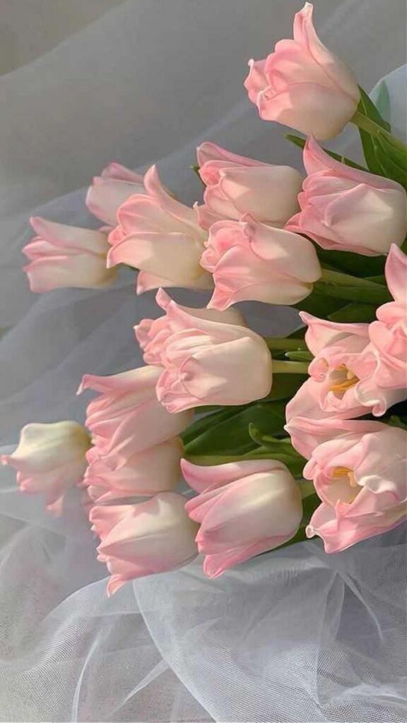 9 hinh nen hoa tulip didongviet