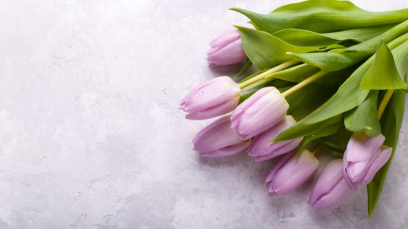 hình nền hoa tulip hồng nữ tính