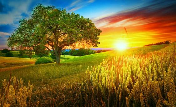ảnh nền hoàng hôn trên đồng cỏ