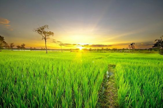 ảnh nền hoàng hôn trên đồng cỏ