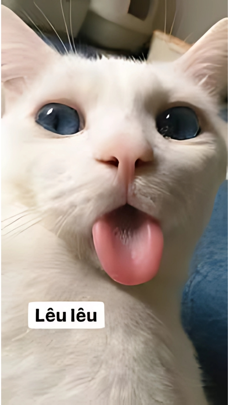 Hình nền động vật cute, hài hước cho máy tính