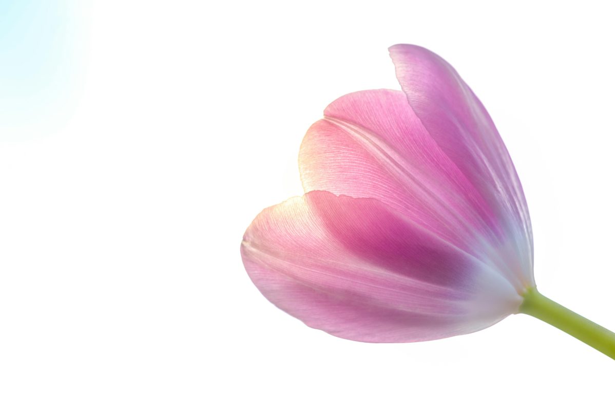 Ý nghĩa đặc biệt mà chỉ duy nhất hoa Tulip mới có