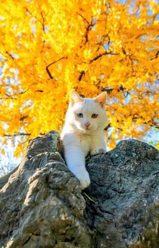 Hình nền điện thoại may mắn cho người mệnh Thổ