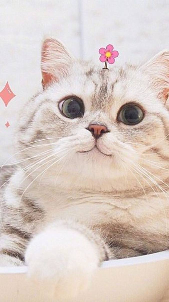 hình nền mèo cute, đẹp, ngầu nhất