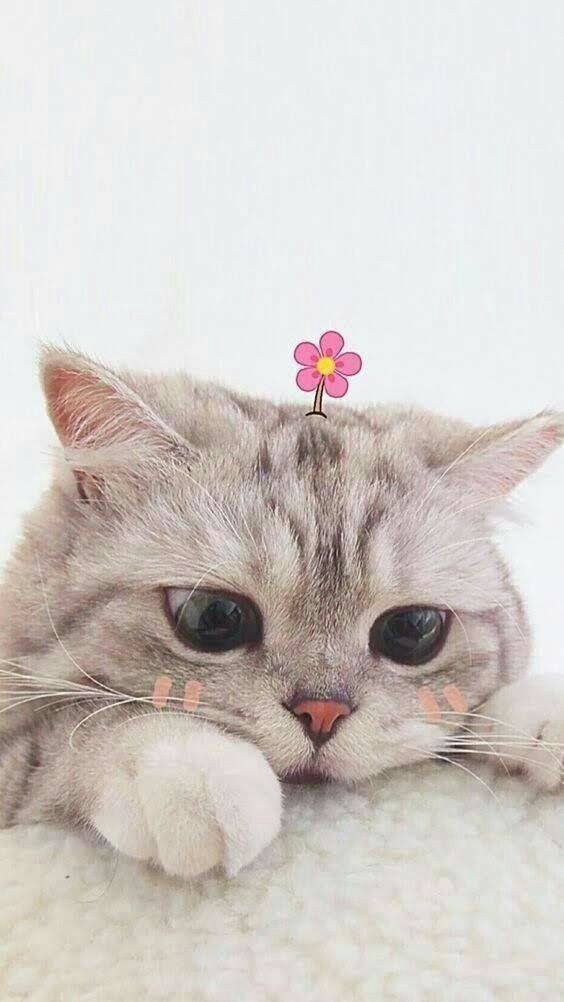 hình nền mèo cute, đẹp nhất