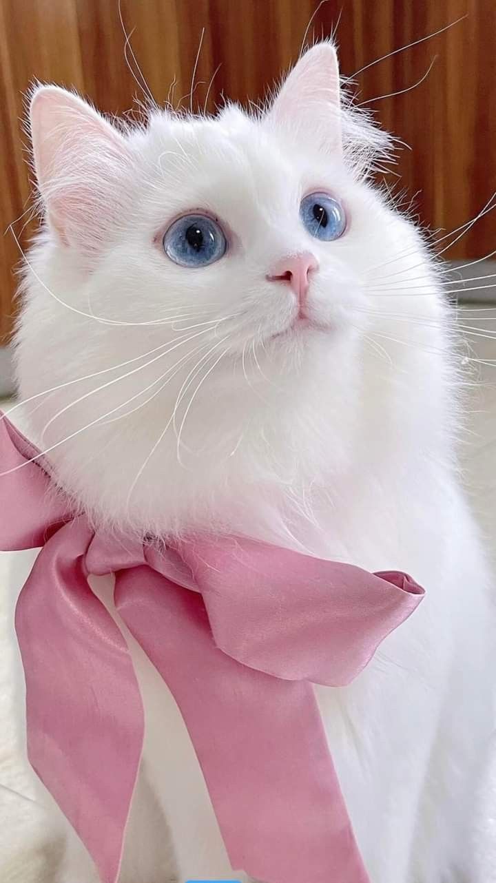 hình nền mèo cute, đẹp nhất