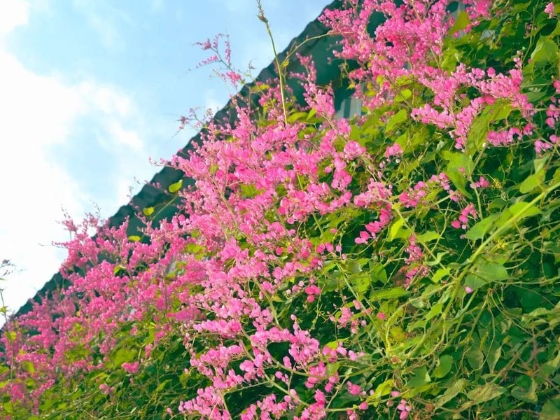 hoa ti-gôn
