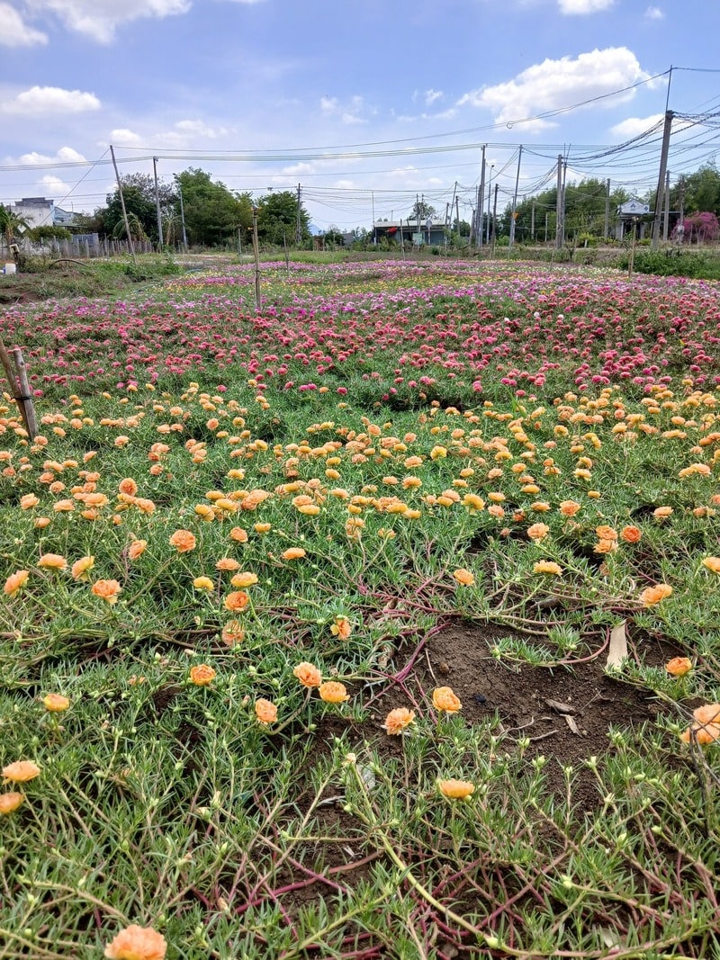 hoa mười giờ