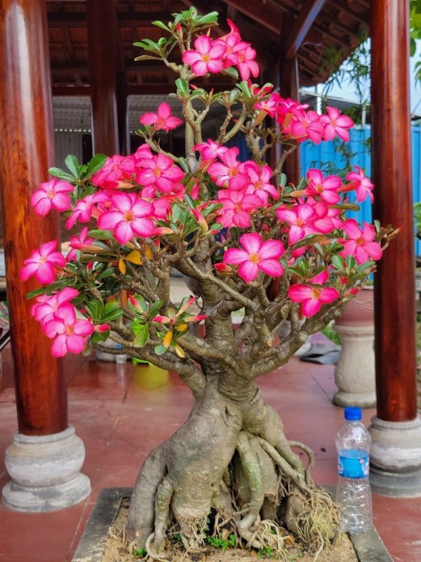 15+Hoa Nở Mùa Hè Rực Rỡ Cho Không Gian Đầy Sức Sống