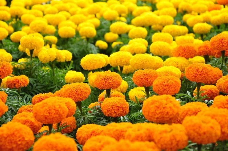 hoa vạn thọ