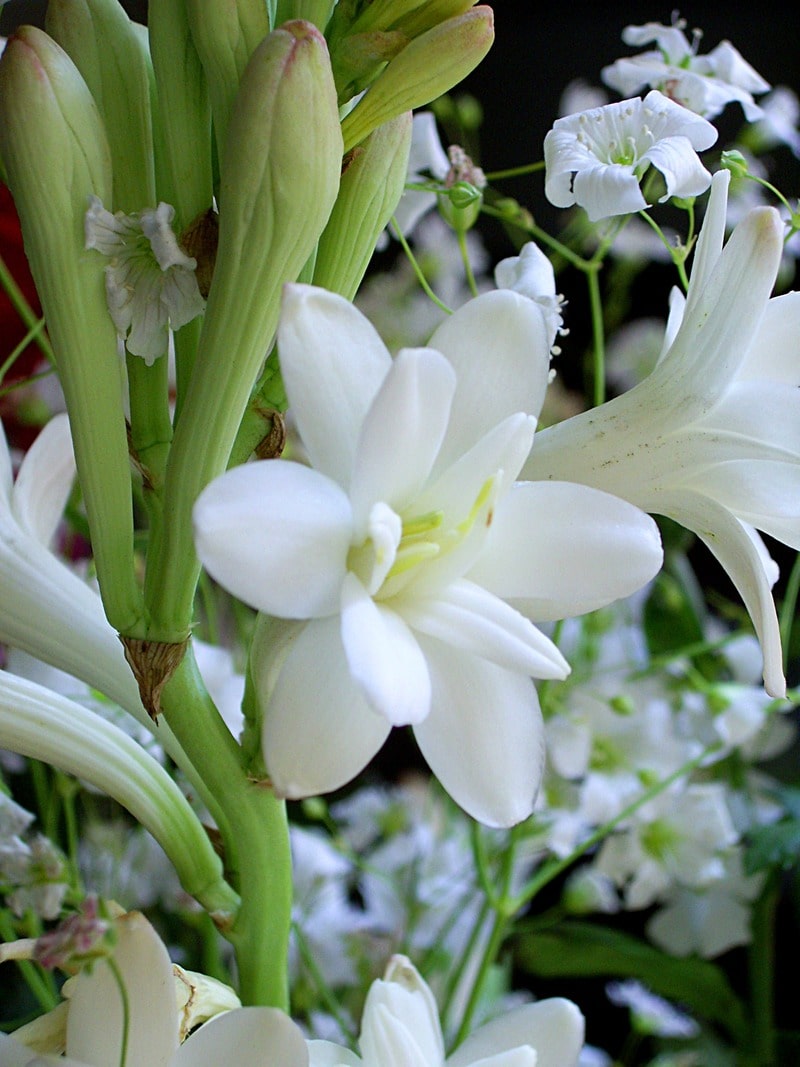 hoa huệ trắng