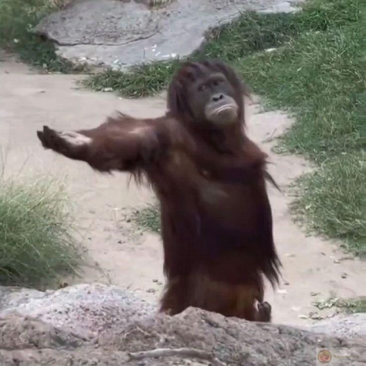 Meme monkey