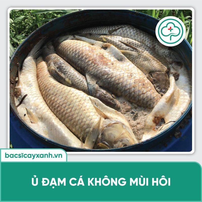 Cách ủ đạm cá tưới cây tại nhà không hôi tăng năng suất cây trồng
