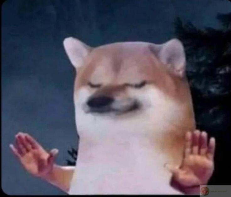 Ảnh chó meme