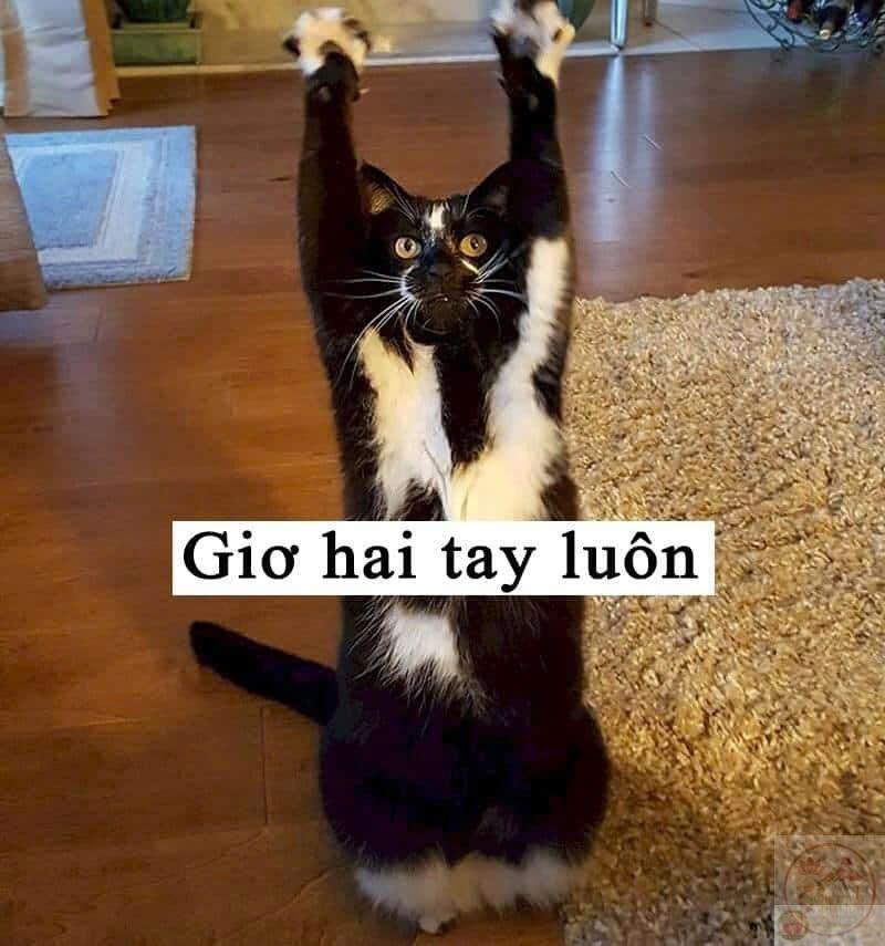 Meme đồng ý