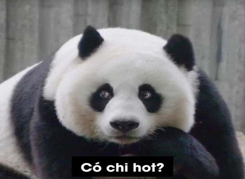 Lý do meme gấu trúc nổi tiếng toàn cầu