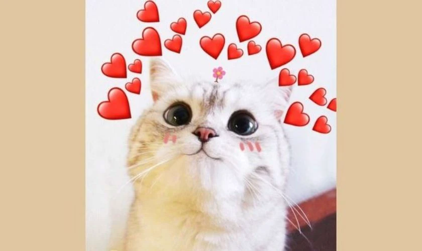 Ảnh meme mèo chủ đề đẹp nhất 2025
