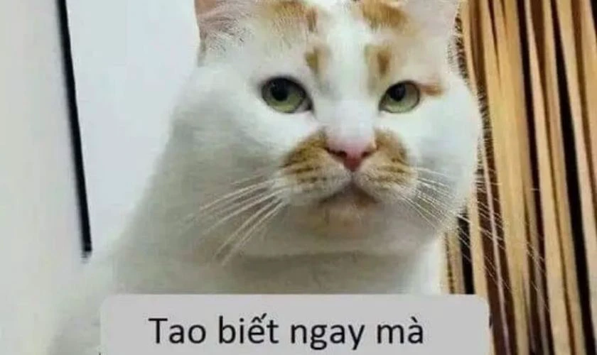 Ảnh Meme hài hước 2025