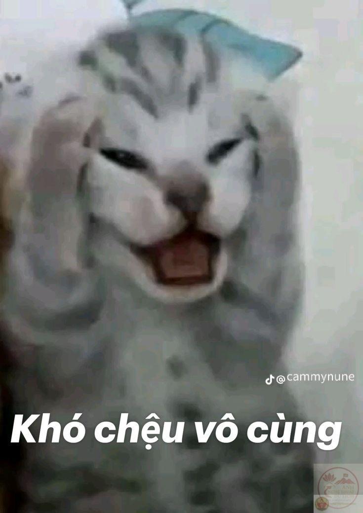 Cảm giác rối rắm khiến ai cũng muốn buông một câu thật cay