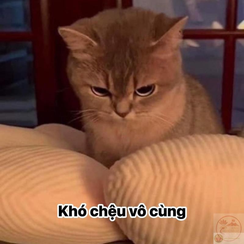 Khó chịu vô cùng meme