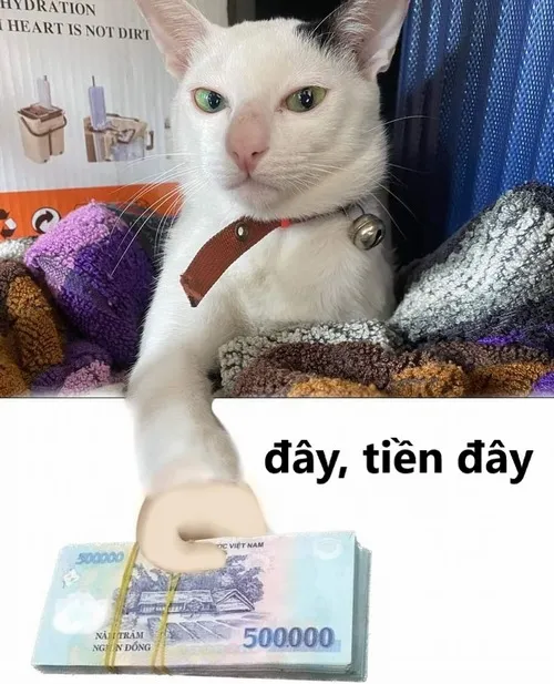 Tải ngay 31 Meme Tiền Đây giúp diễn tả cảm giác đại gia, vung tiền hào phóng