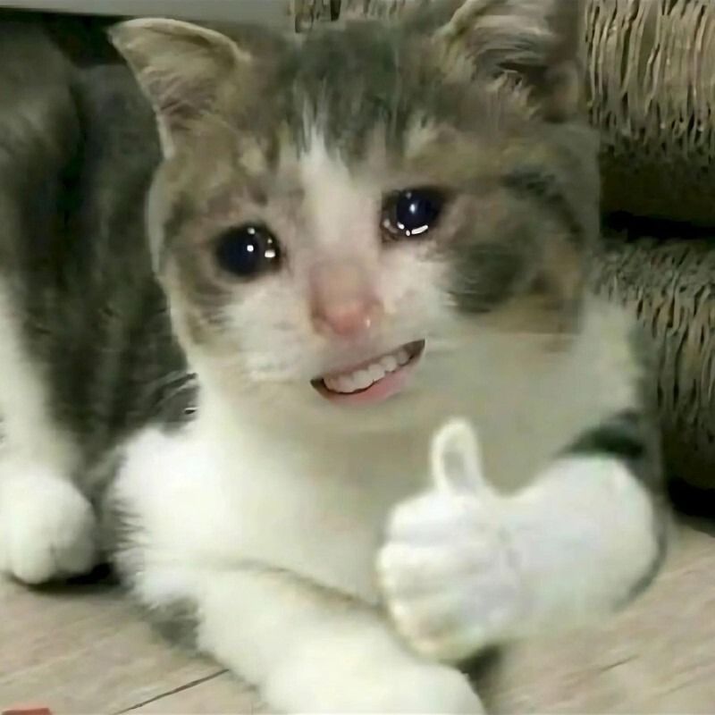 Meme mèo cười nhe răng