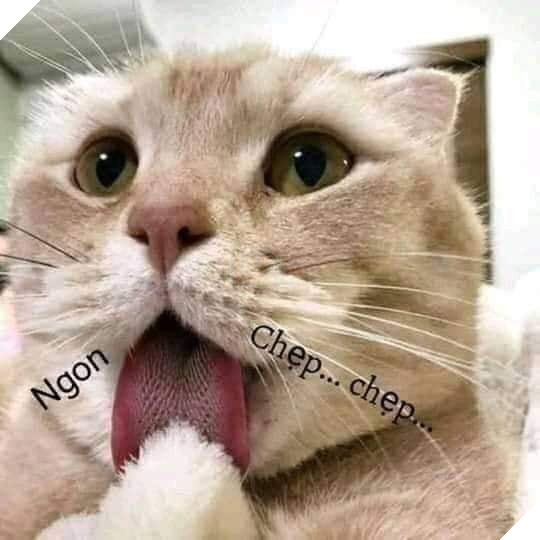 Mèo vuốt lưỡi mlem mlem ngon chẹp chẹp