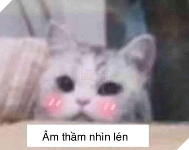 Mèo dễ thương âm thầm nhìn lén
