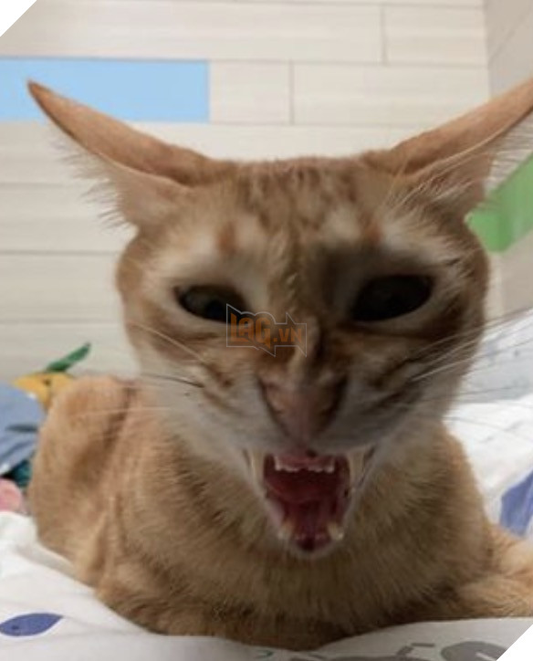 Mèo vàng mặt nhăn nhó khó chịu nhìn như ác quỷ