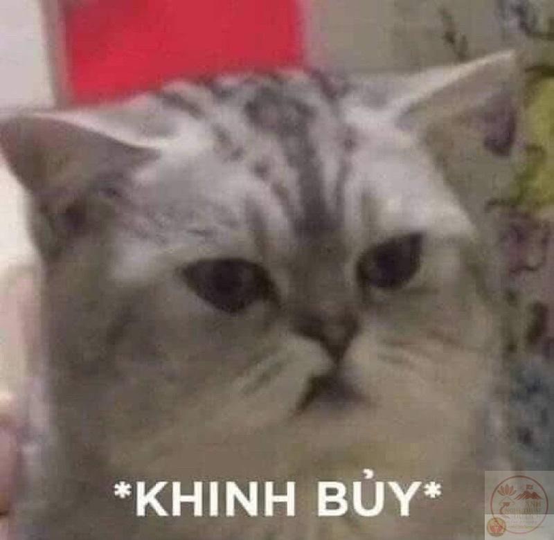 meme mèo khinh bỉ