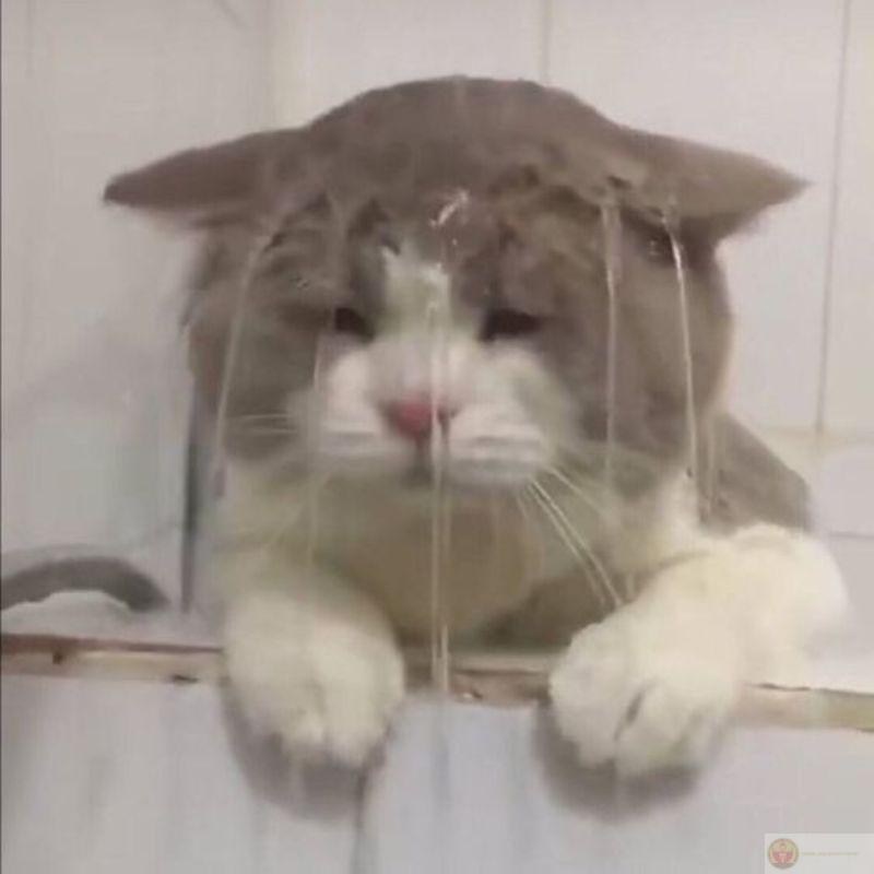 Meme mèo cười