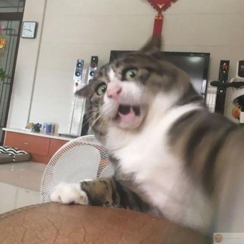 Hình mèo meme