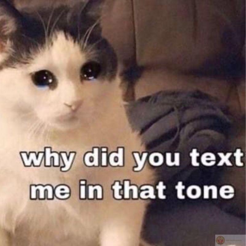 Meme mèo cầm hoa