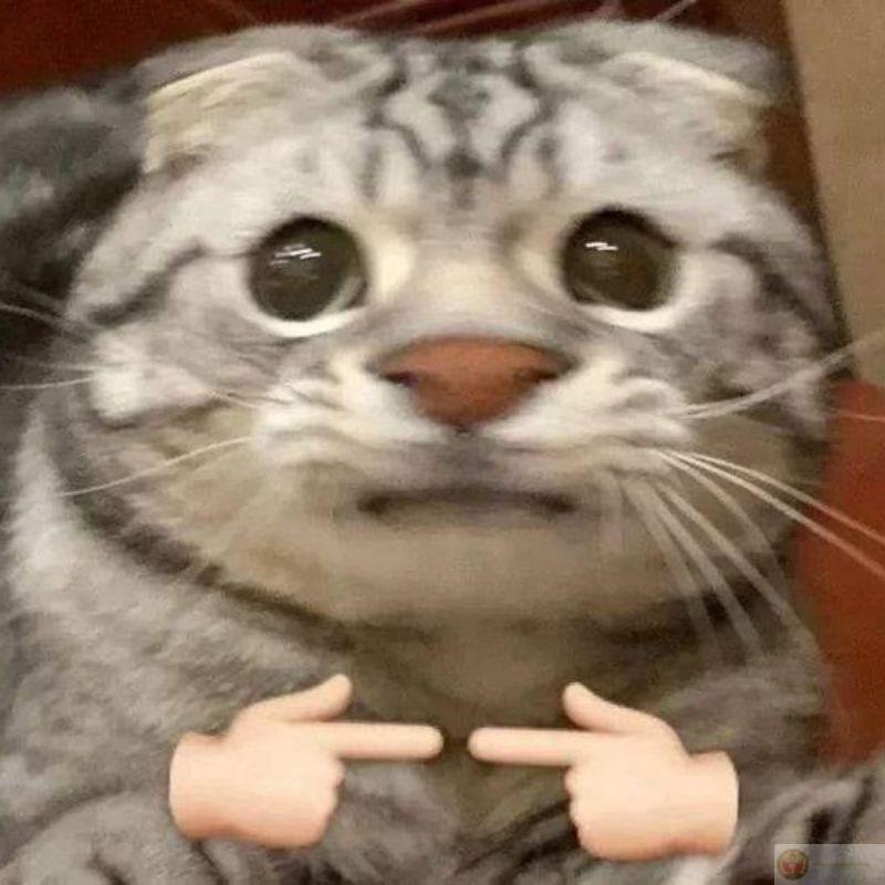 Meme mèo like