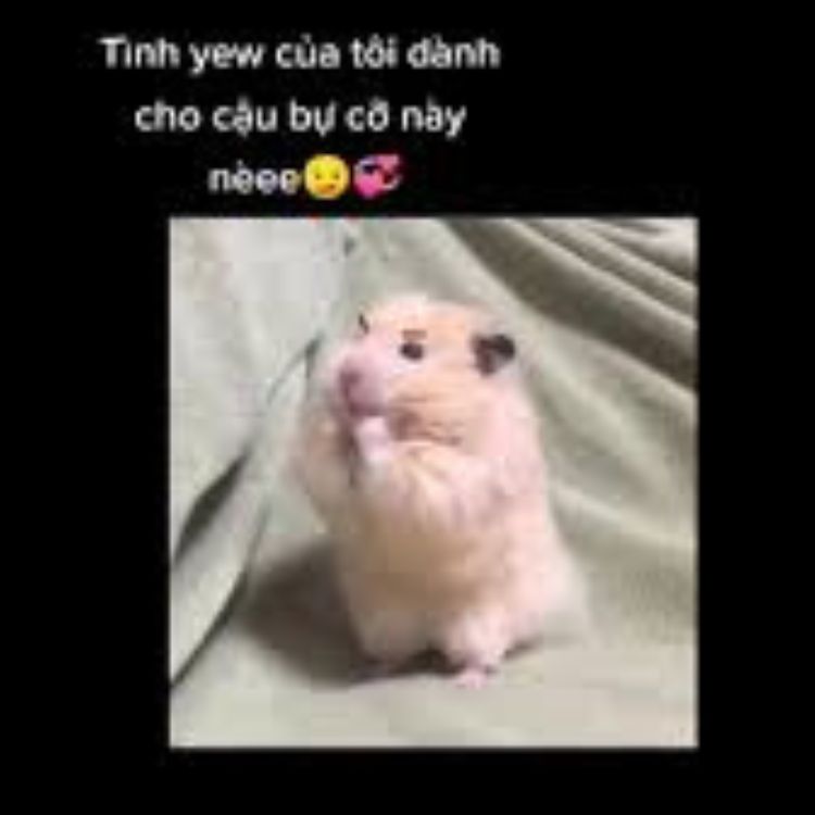 Meme tình iu to lớn 