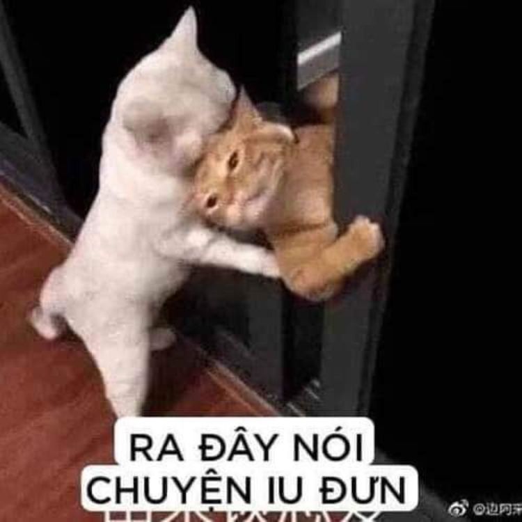 Meme tình iu mèo