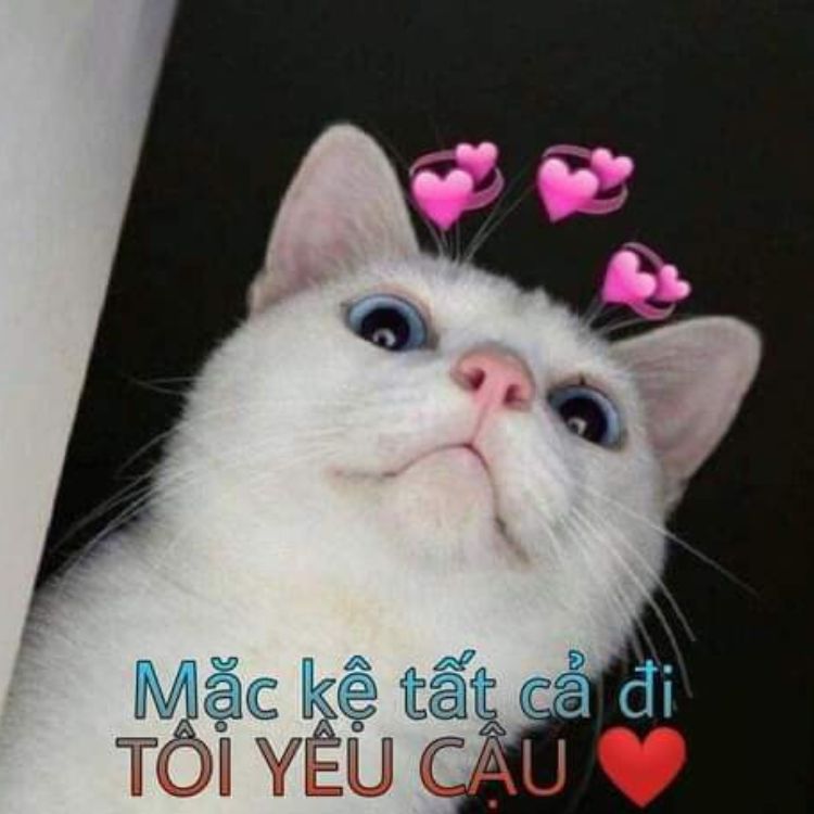 Meme tình iu mèo