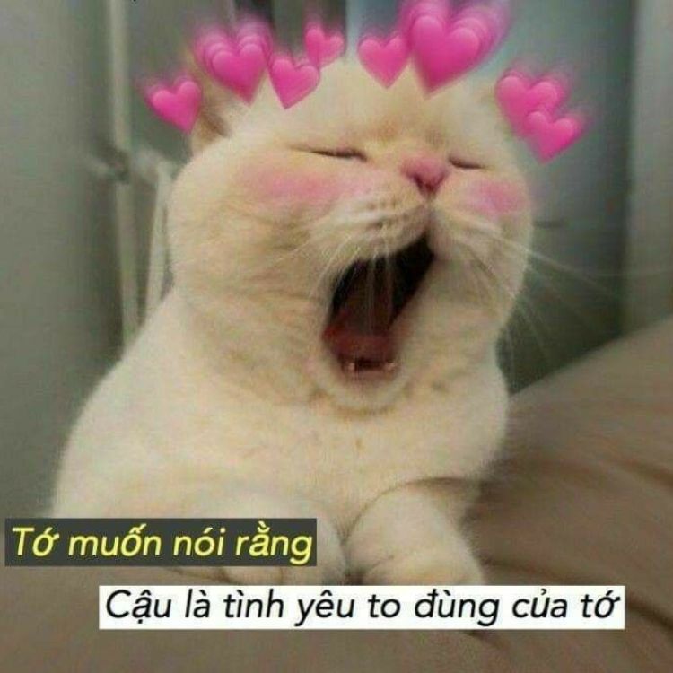 Meme tình iu mèo