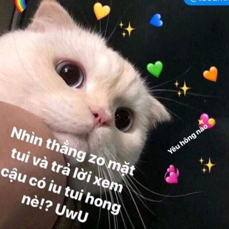 Meme tình yêu mèo