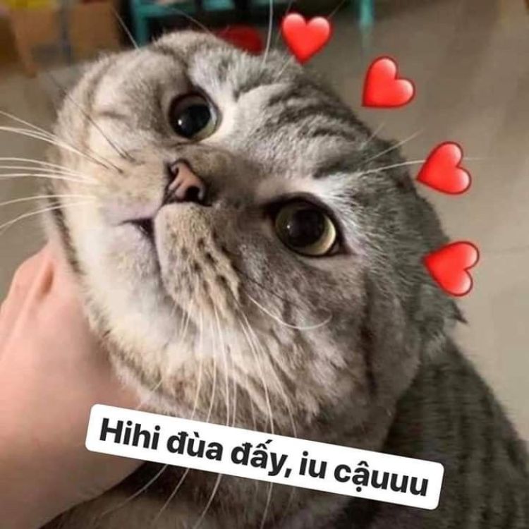Meme tình iu mèo