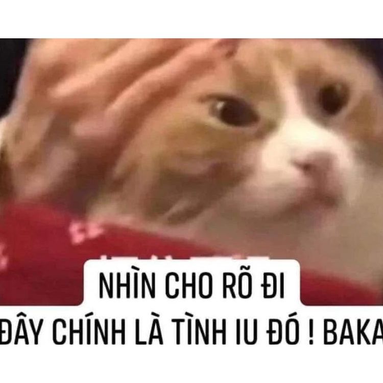 Meme tình iu mèo