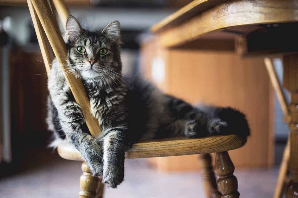 Top 99+ hình ảnh mèo cute, đáng yêu, dễ thương siêu đẹp